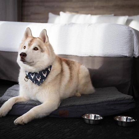 เอลค์ + อเวนิว โฮเต็ล Hotel แบมฟ์ ภายนอก รูปภาพ