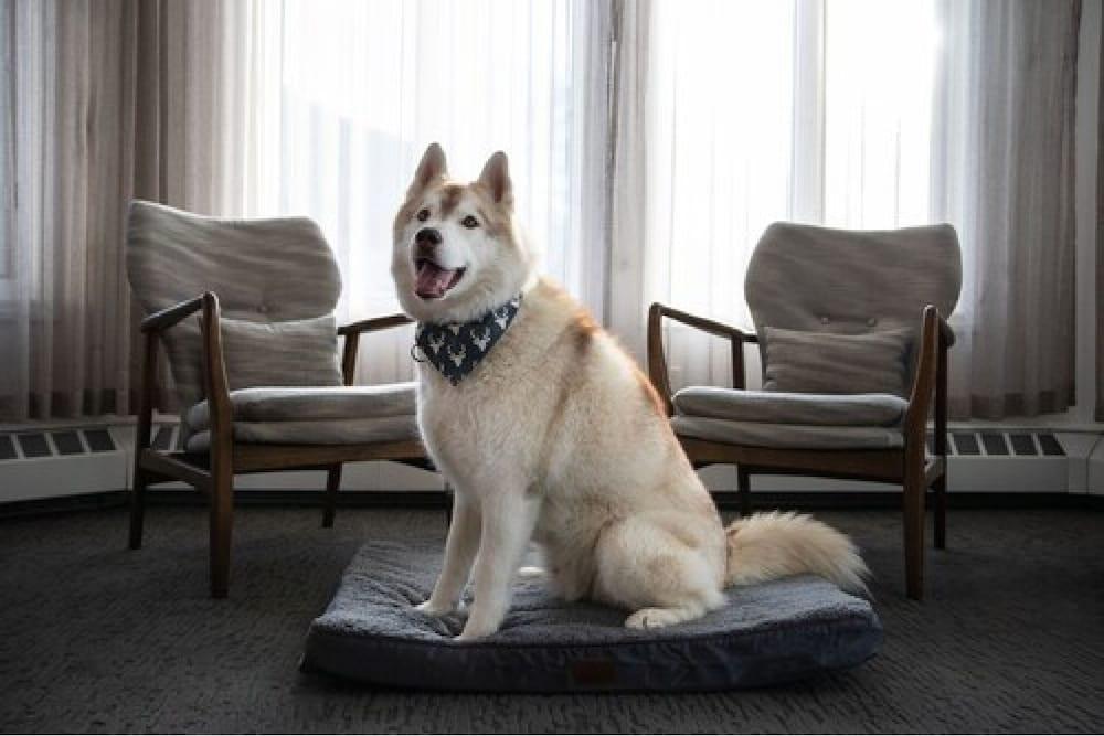 เอลค์ + อเวนิว โฮเต็ล Hotel แบมฟ์ ภายนอก รูปภาพ